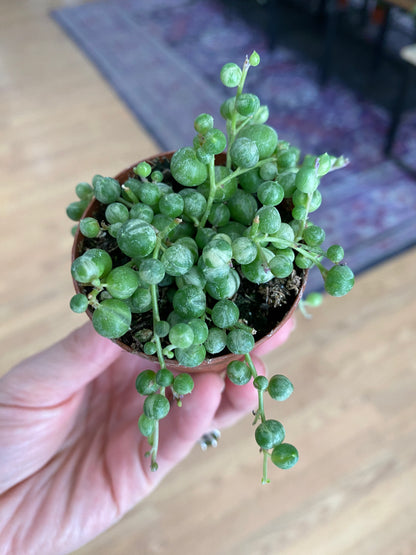 Senecio rowleyanus ‘String of Pearls Variegated’
