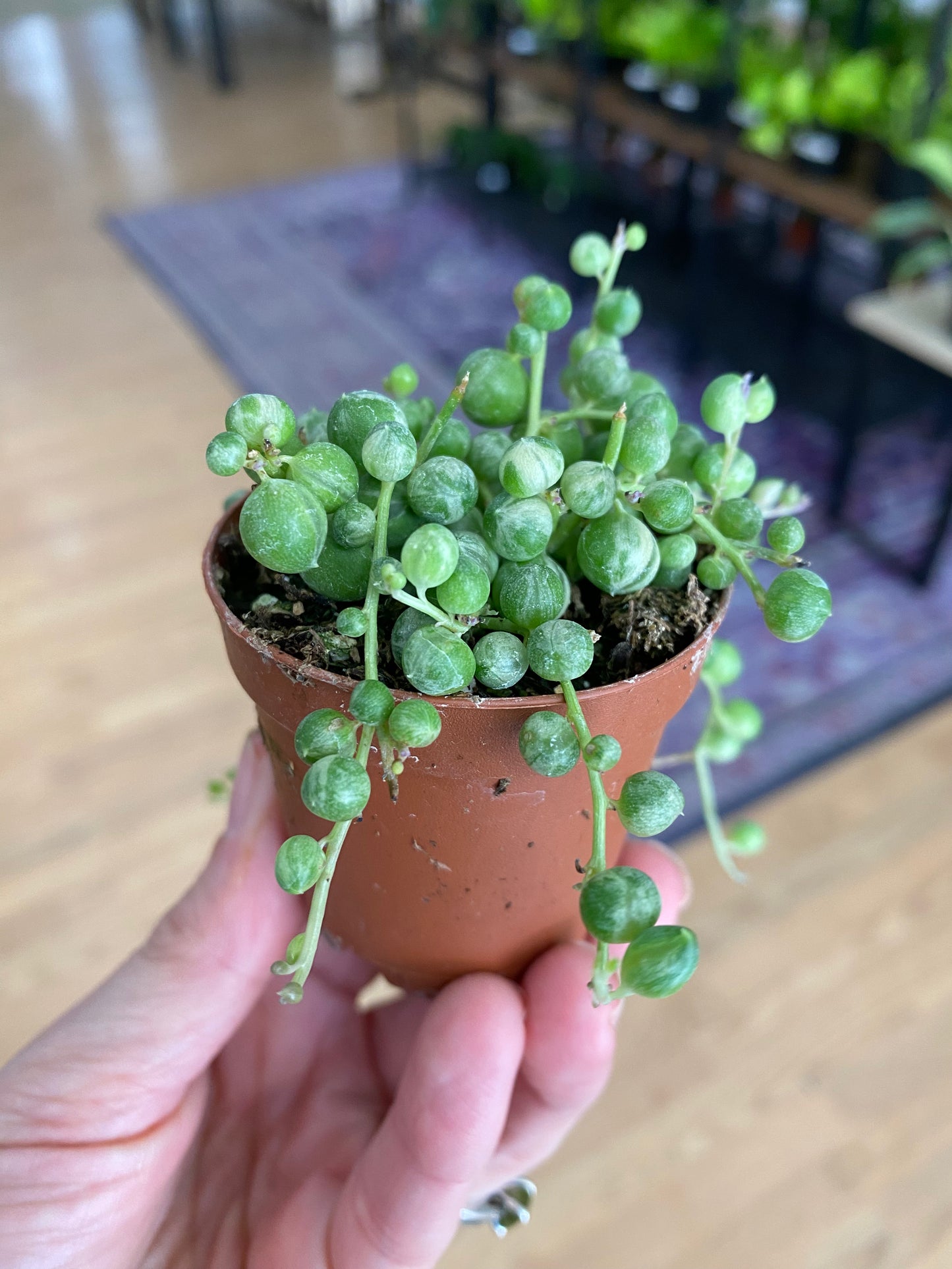 Senecio rowleyanus ‘String of Pearls Variegated’
