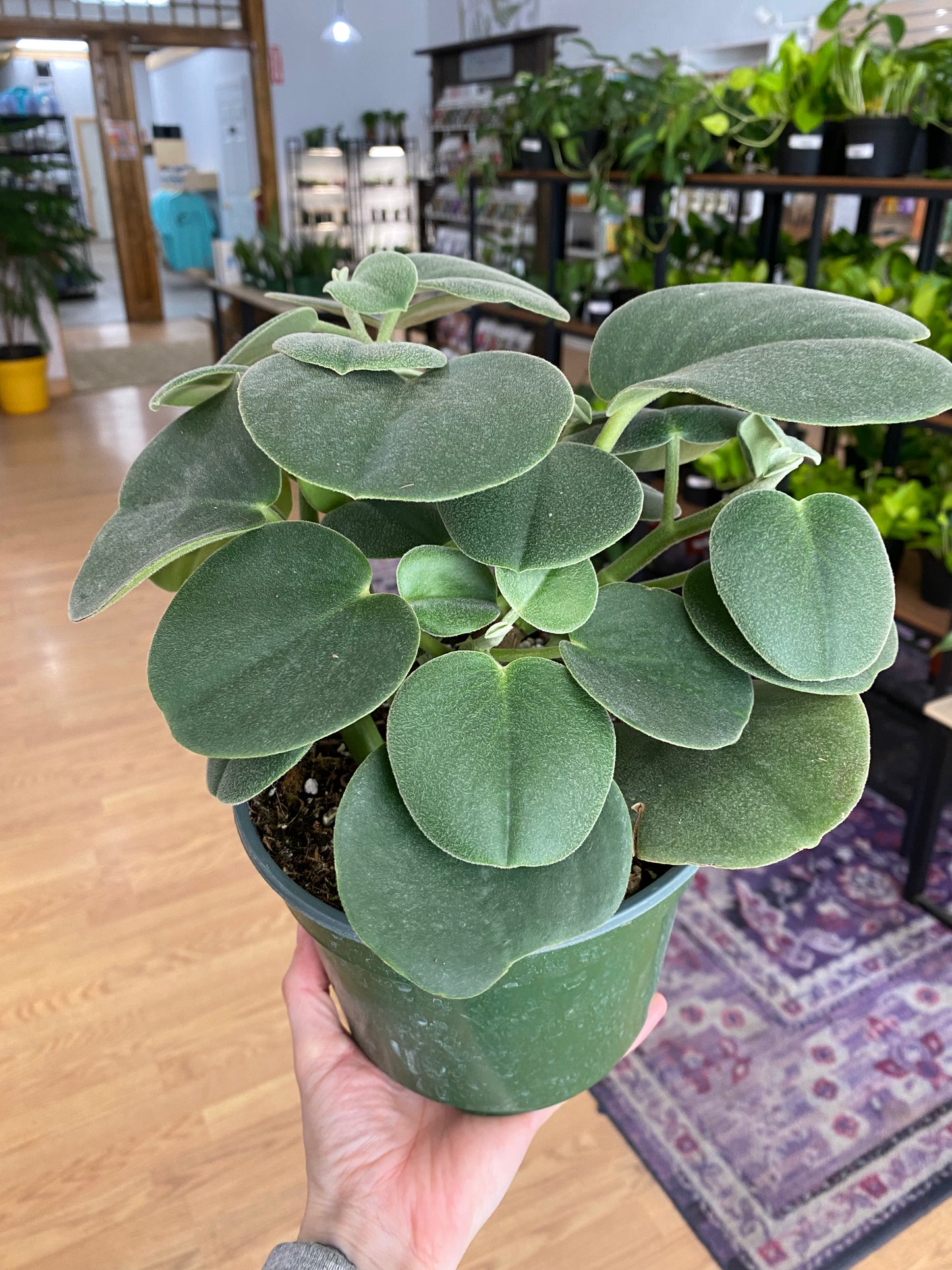 Peperomia incana 'Felted Peperomia'