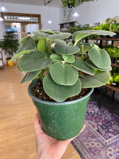 Peperomia incana 'Felted Peperomia'