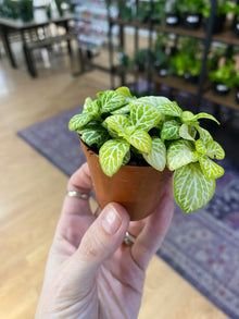 Fittonia ‘Joy Lemon Nerve Plant' - 2" Pot