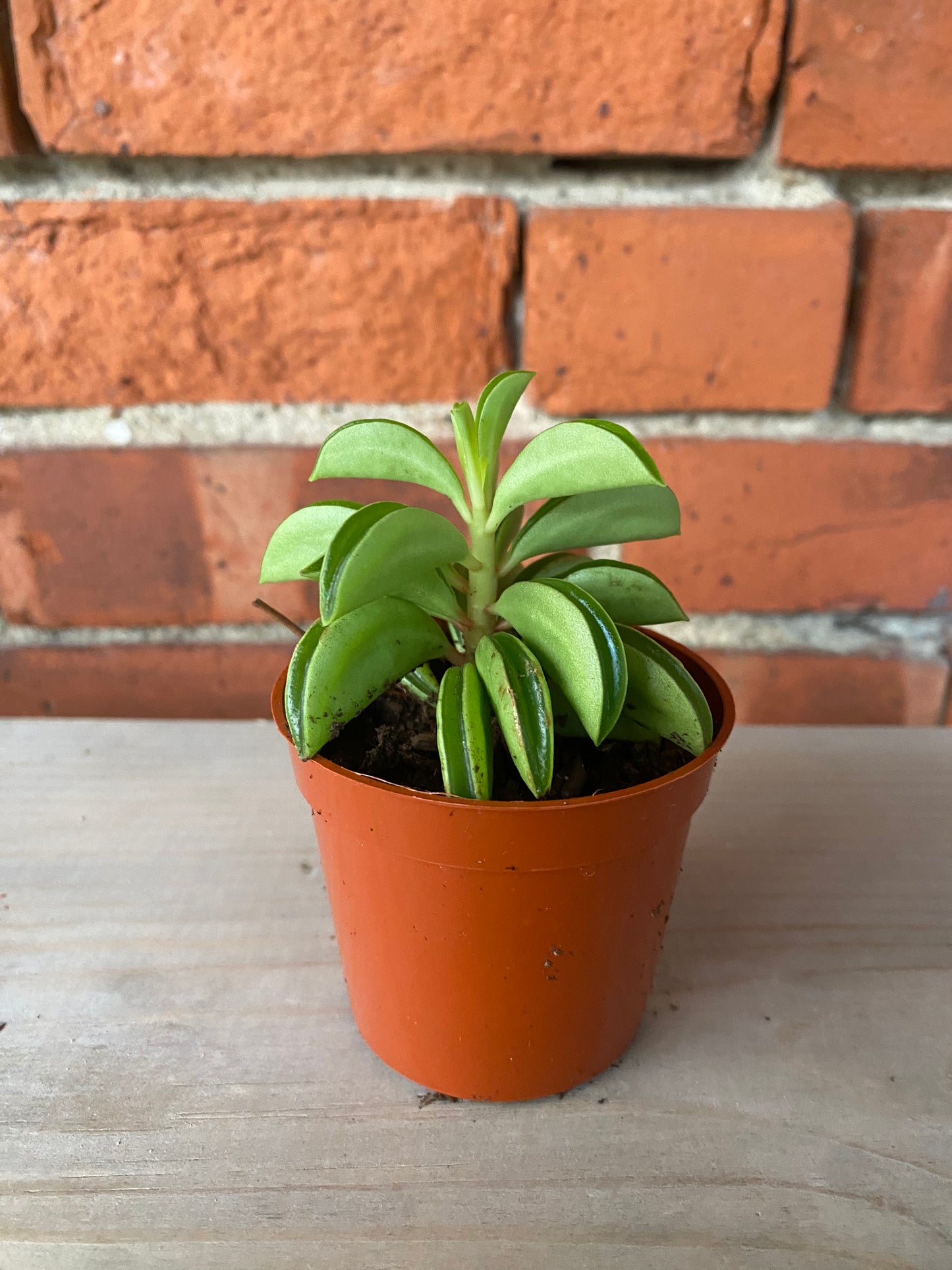 Peperomia 'Taco Leaf' 2.5" Pot