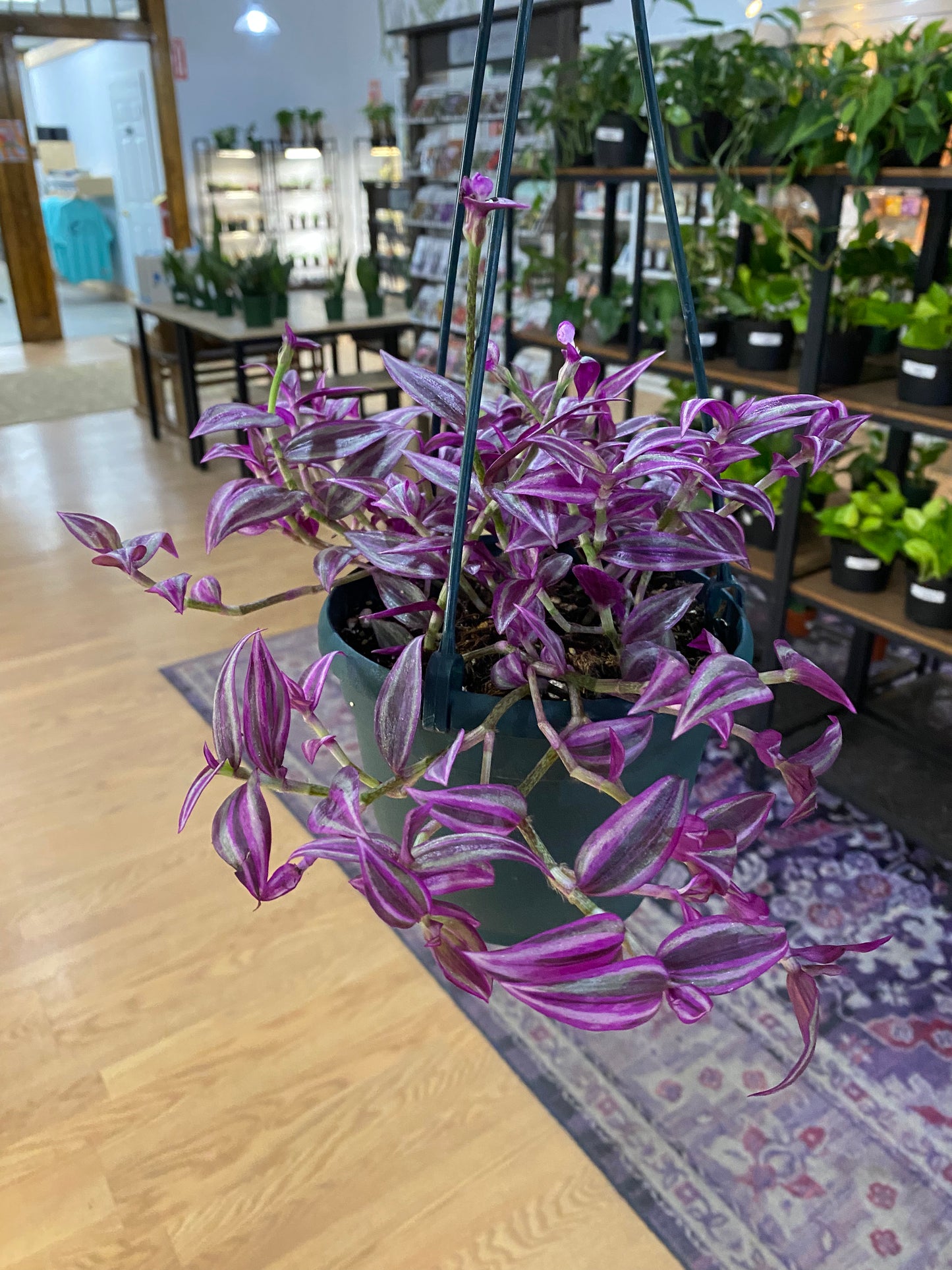 Tradescantia zebrina 'Pink Paradise' - 6" Hanging Basket