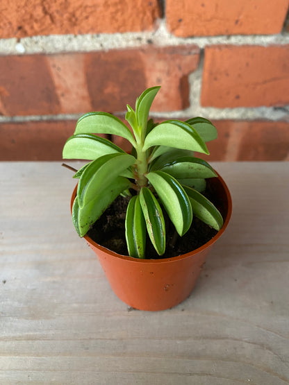 Peperomia 'Taco Leaf' 2.5" Pot