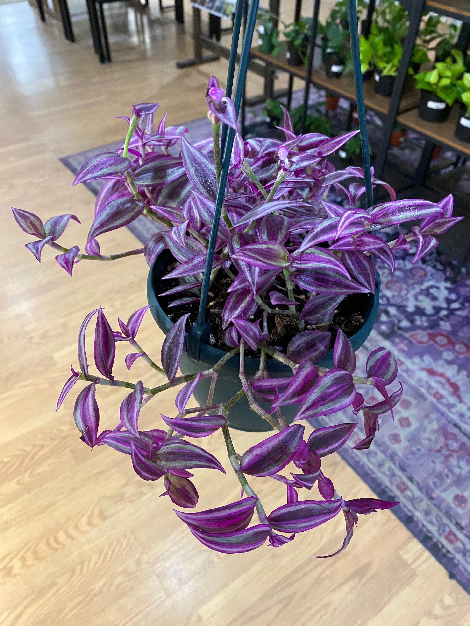 Tradescantia zebrina 'Pink Paradise' - 6