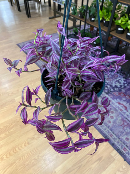 Tradescantia zebrina 'Pink Paradise' - 6