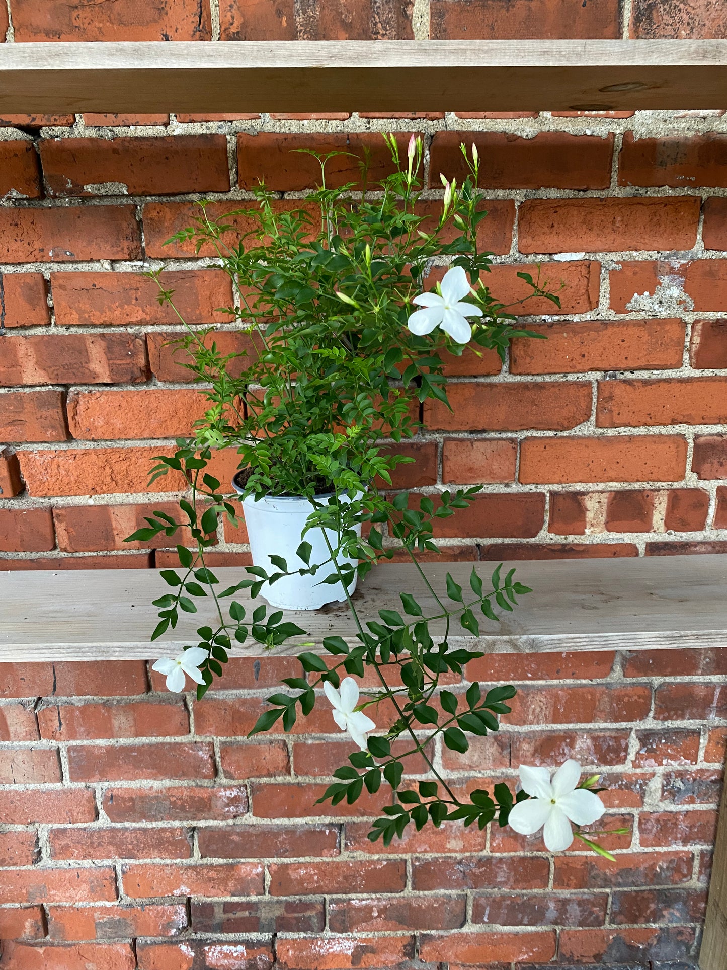 Jasminum officinale 'Common Jasmine'