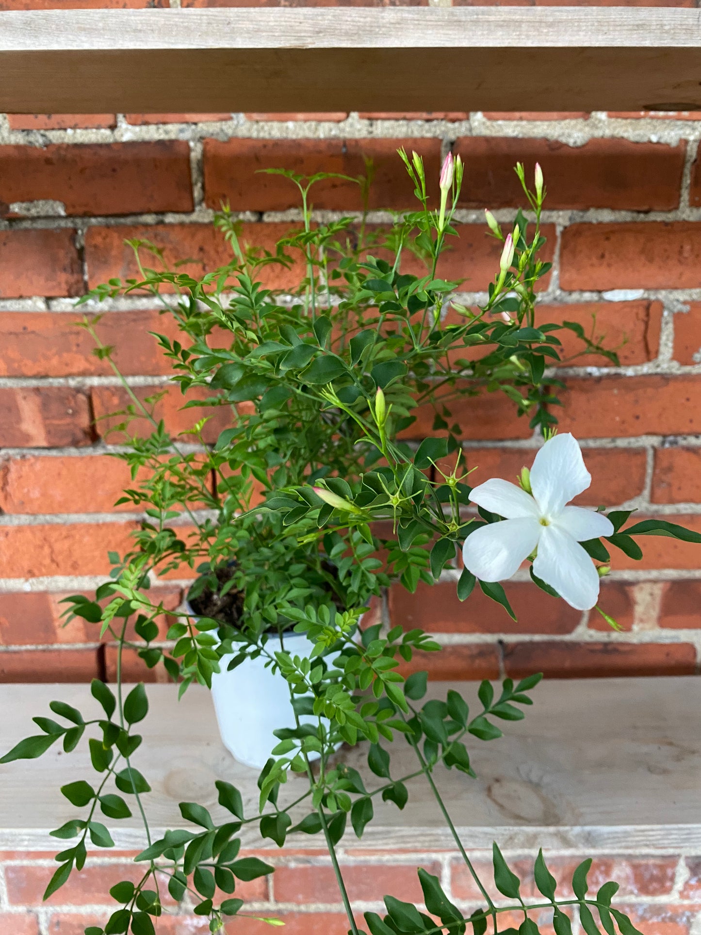 Jasminum officinale 'Common Jasmine'