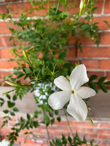 Jasminum officinale 'Common Jasmine'