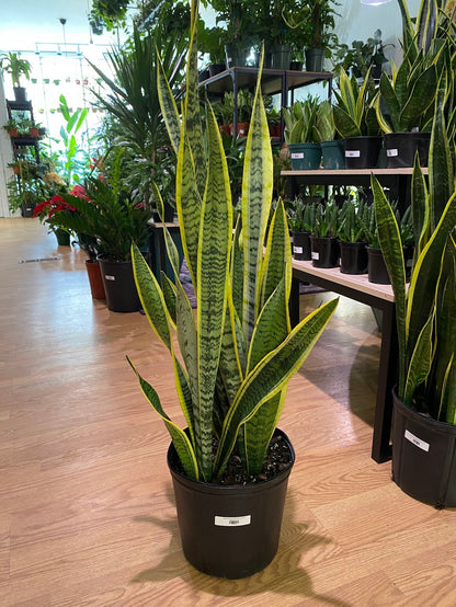 etsy snake plant Sansevieria laurentii 'Snake Plant'