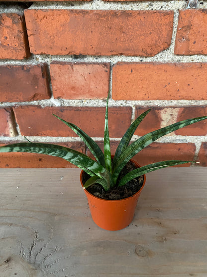 Sansevieria 'Fernwood'