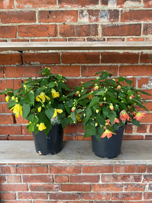 Abutilon spp. 'Chinese lantern' - 7.5" Pot