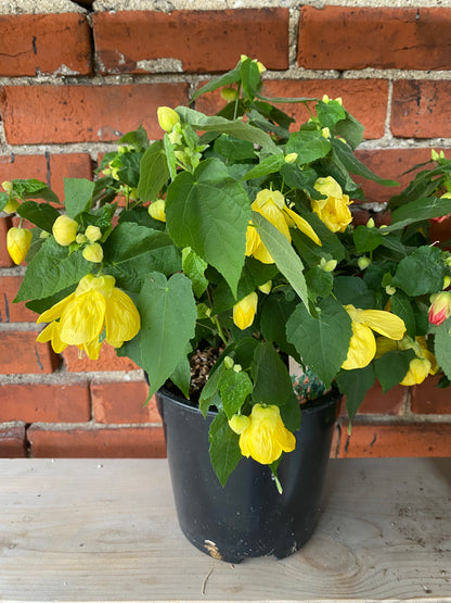 Abutilon spp. 'Chinese lantern' - 7.5" Pot
