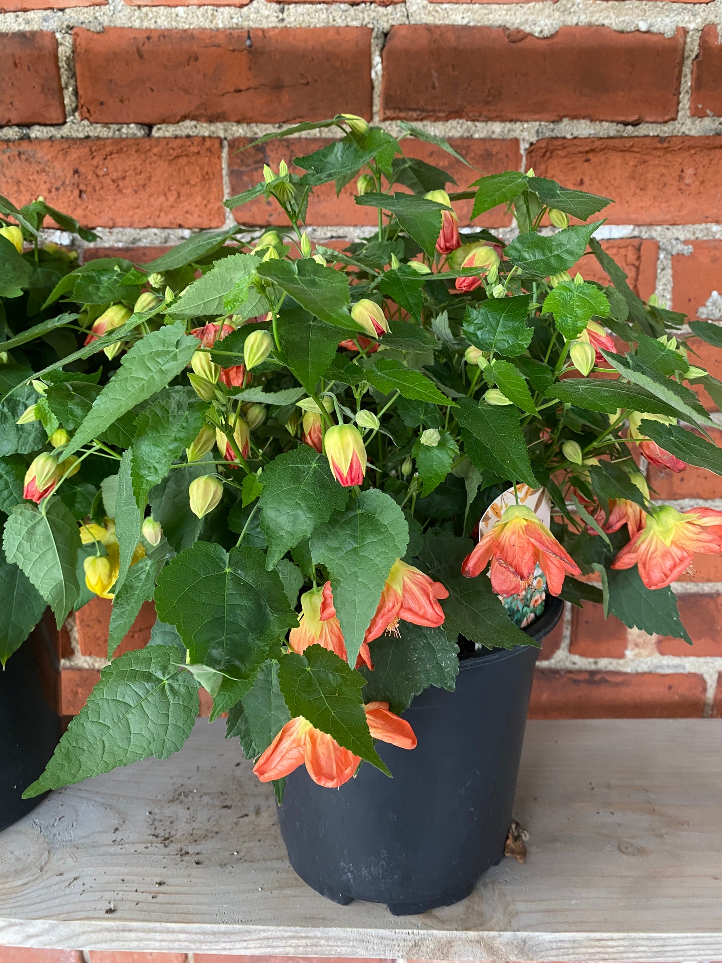 Abutilon spp. 'Chinese lantern' - 7.5" Pot