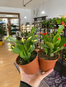 Rhipsalidopsis 'Spring Cactus' - 4" Pot