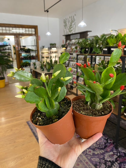 Rhipsalidopsis 'Spring Cactus' - 4" Pot