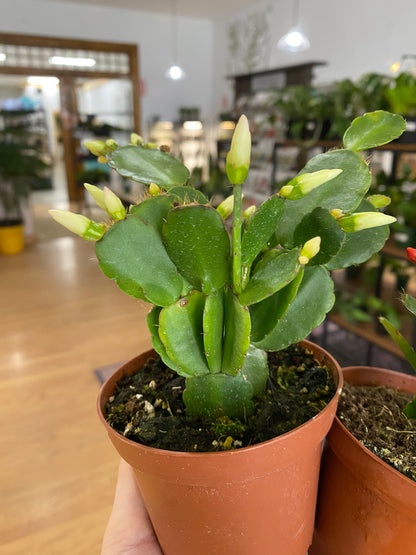 Rhipsalidopsis 'Spring Cactus' - 4" Pot