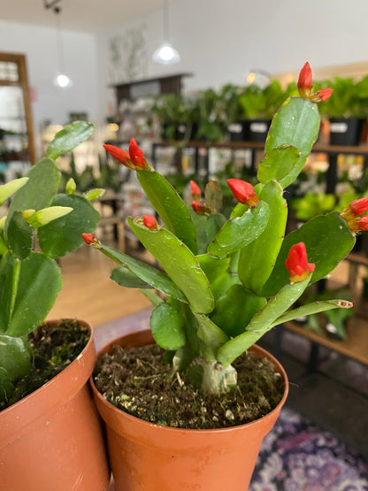 Rhipsalidopsis 'Spring Cactus' - 4" Pot