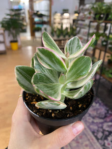 Crassula ovata 'Jade Variegated' - 3.5" Pot