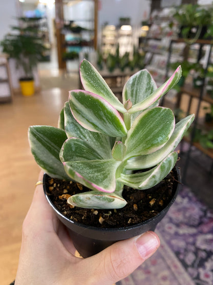 Crassula ovata 'Jade Variegated' - 3.5" Pot