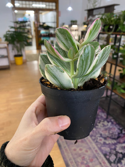 Crassula ovata 'Jade Variegated' - 3.5" Pot
