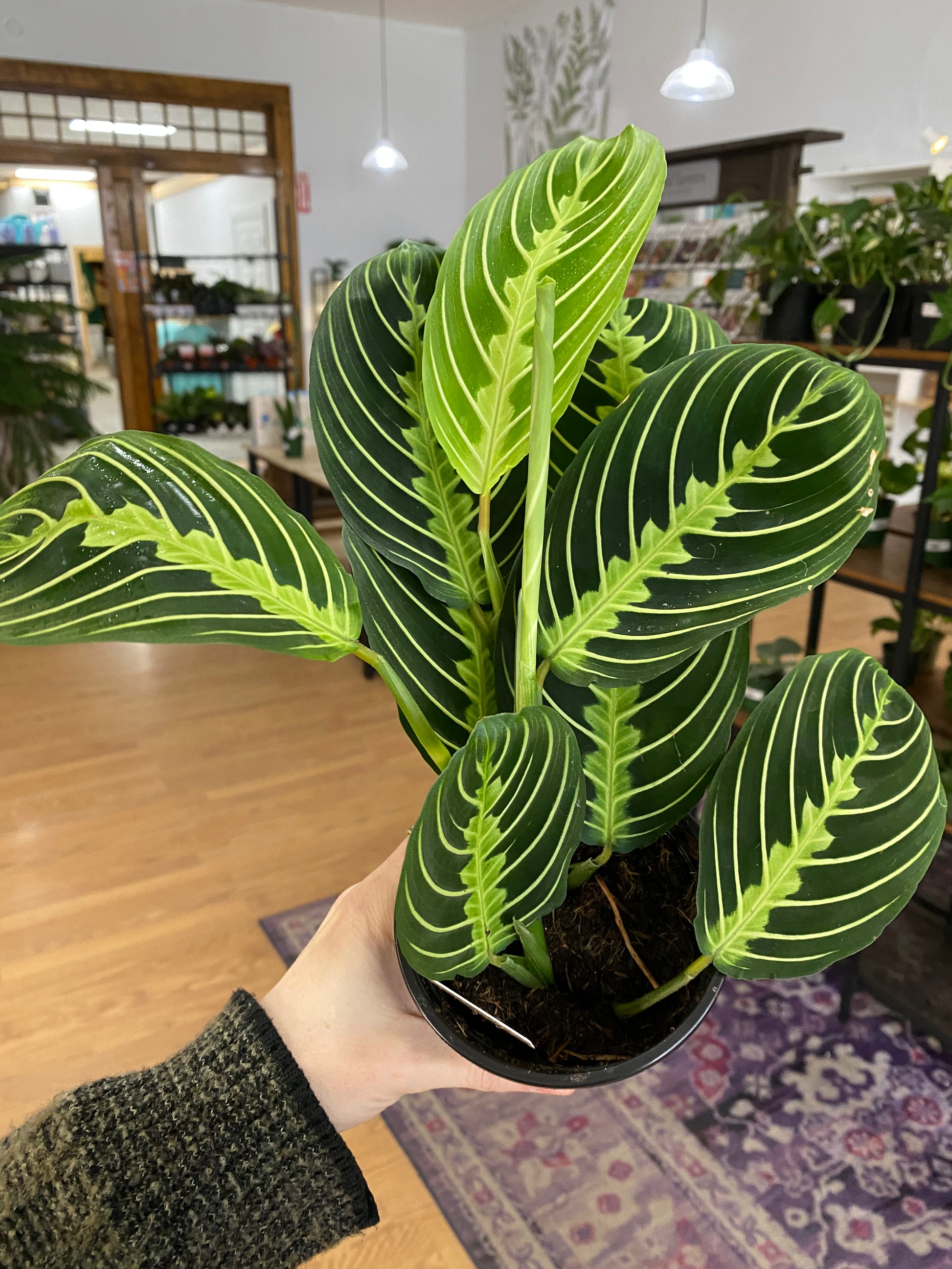 neon prayer plant maranta Maranta 'Lemon Lime Prayer Plant'