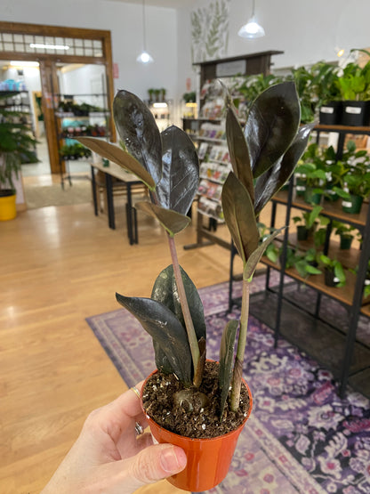 Zamioculcas zamiifolia ‘Oscuro Black ZZ' - 2.5" Pot