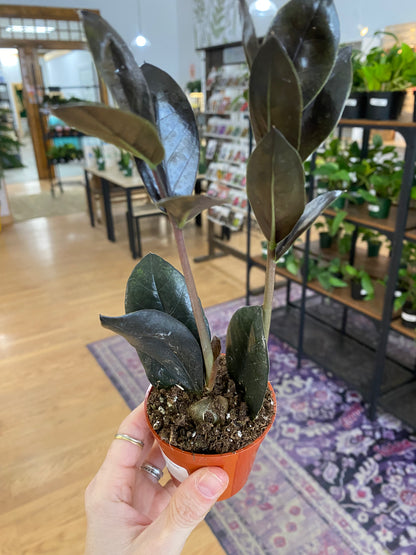 Zamioculcas zamiifolia ‘Oscuro Black ZZ' - 2.5" Pot