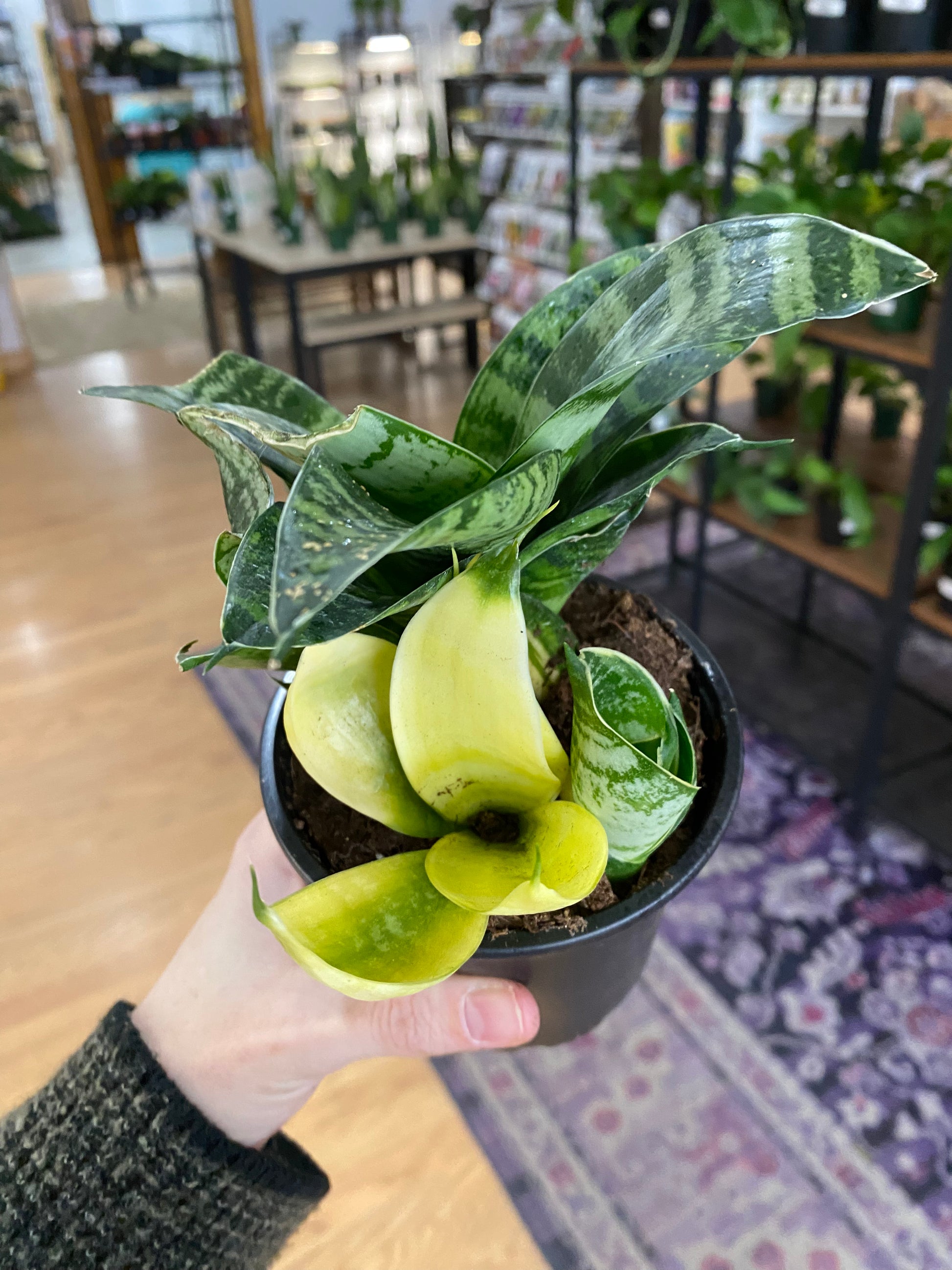 sansevieria leaves folding Sansevieria 'Hahnii Assorted'