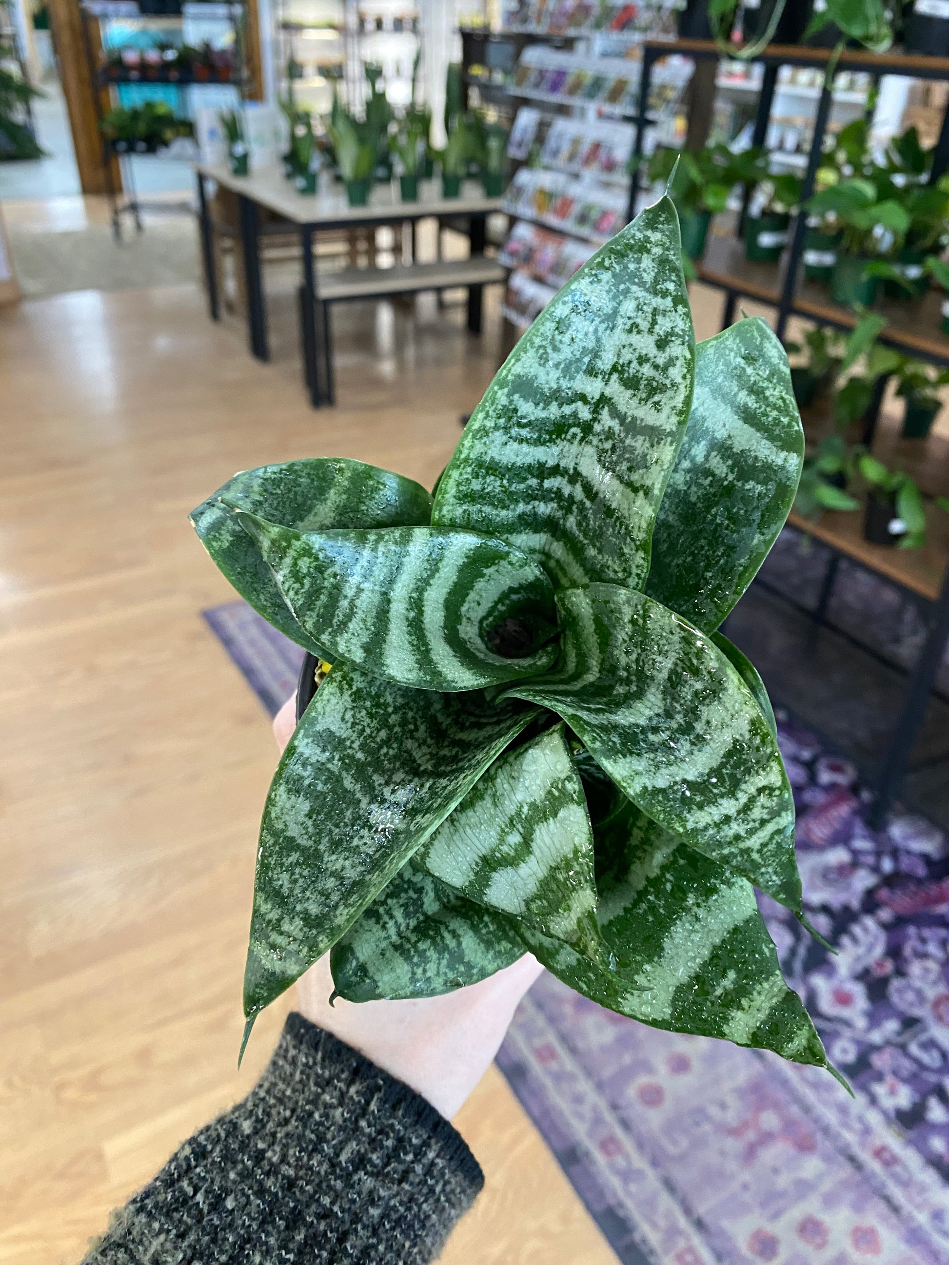 hanii snake plant Sansevieria 'Hahnii Assorted'