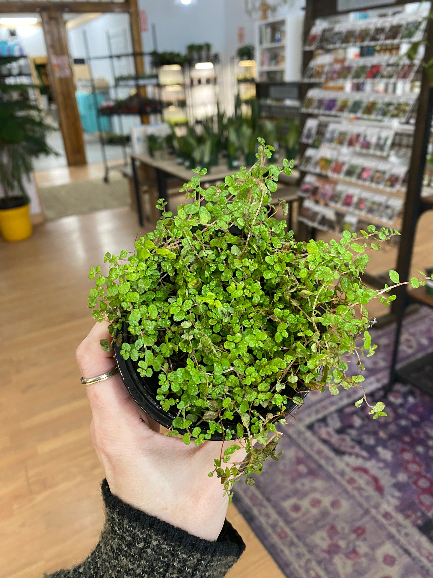 Soleirolia Soleirolii 'Baby's Tears' - 3.5" Pot