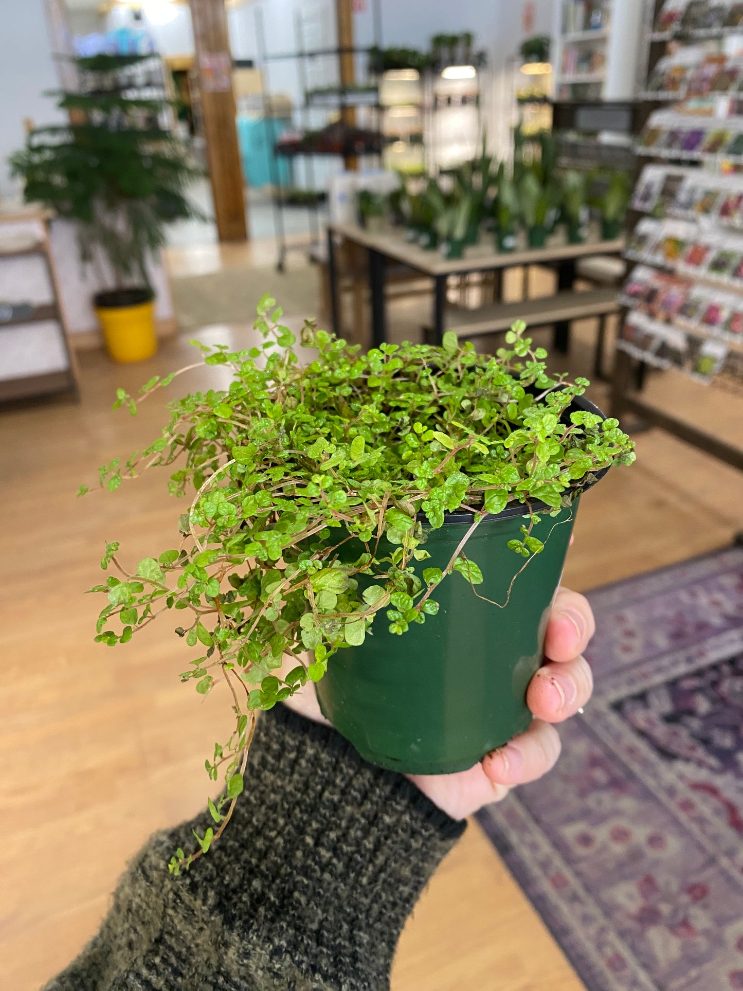 Soleirolia Soleirolii 'Baby's Tears' - 3.5" Pot