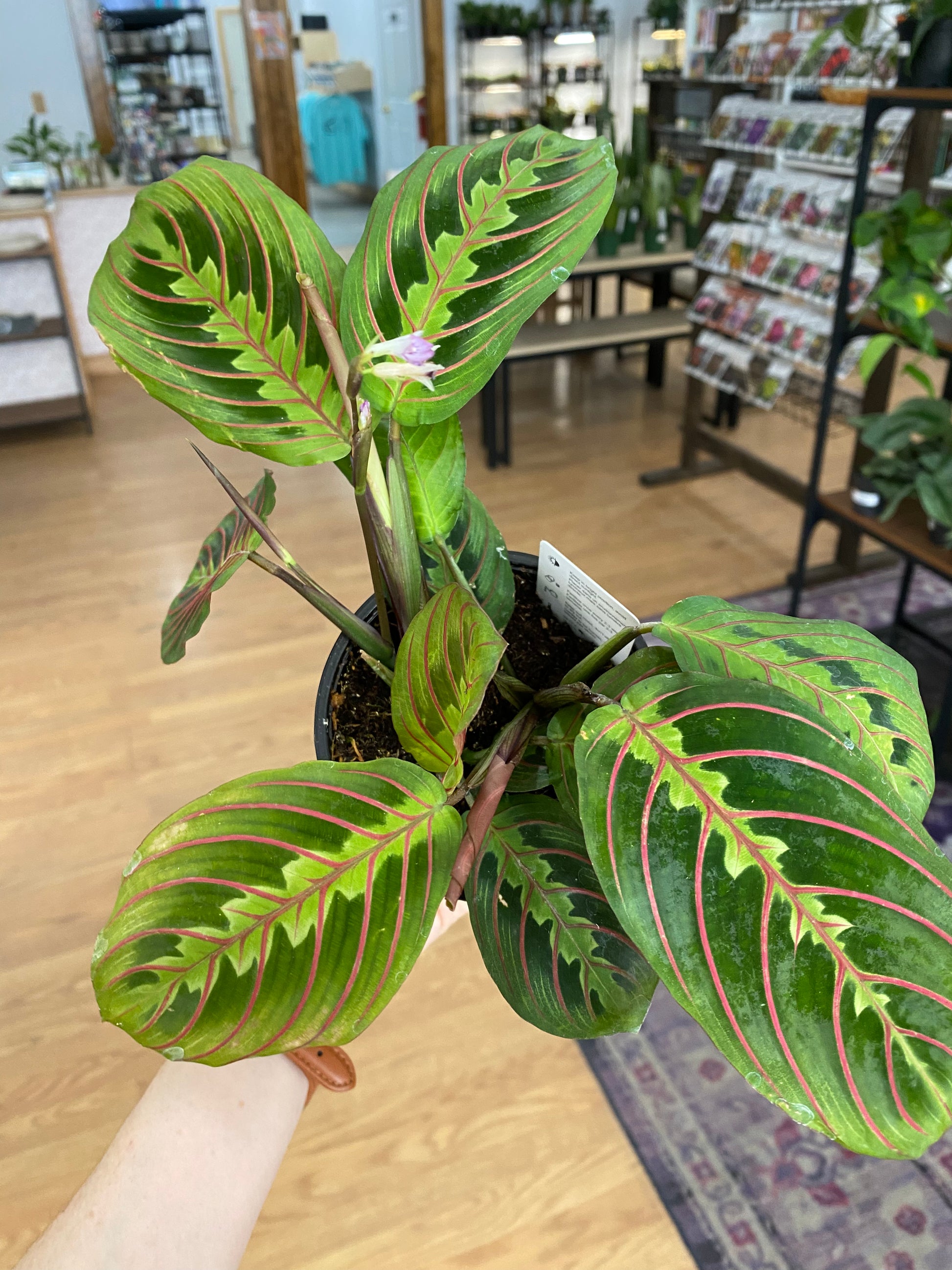 red prayer plant buy Maranta Red "Prayer Plant"