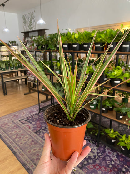 Dracaena Marginata 'Bi-color' - 4" Pot