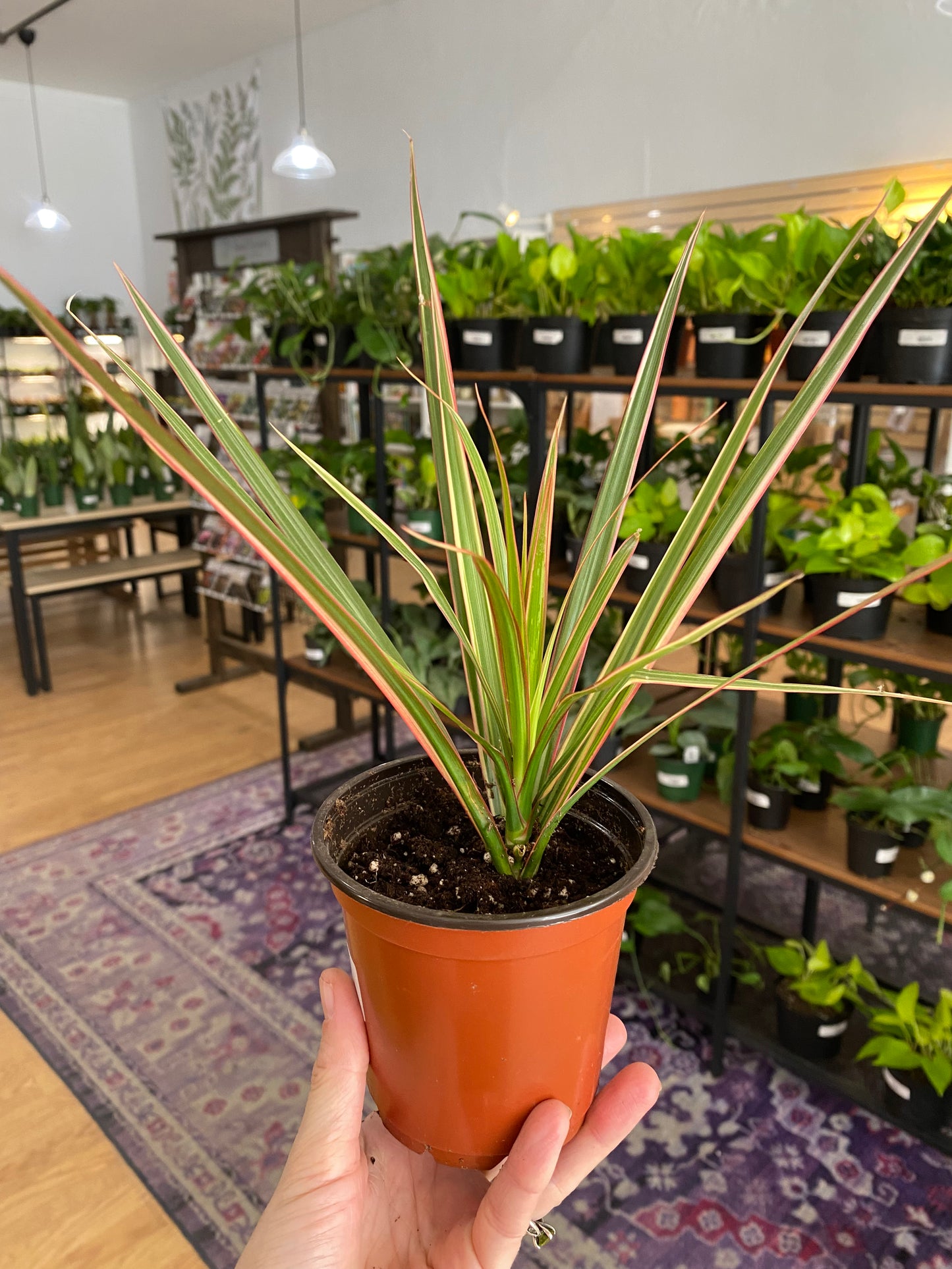 Dracaena Marginata 'Bi-color' - 4" Pot