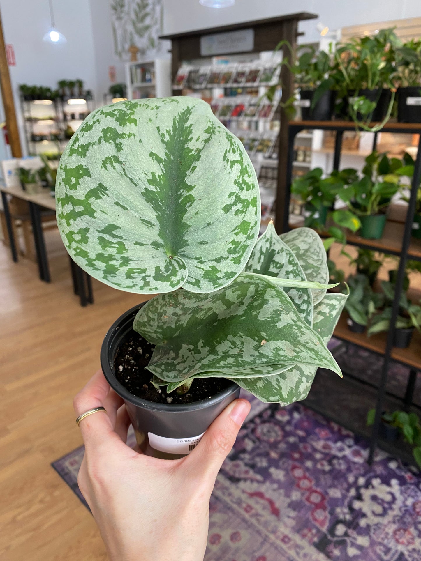 Scindapsus pictus ‘Exotica’