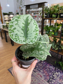 Scindapsus pictus ‘Exotica’