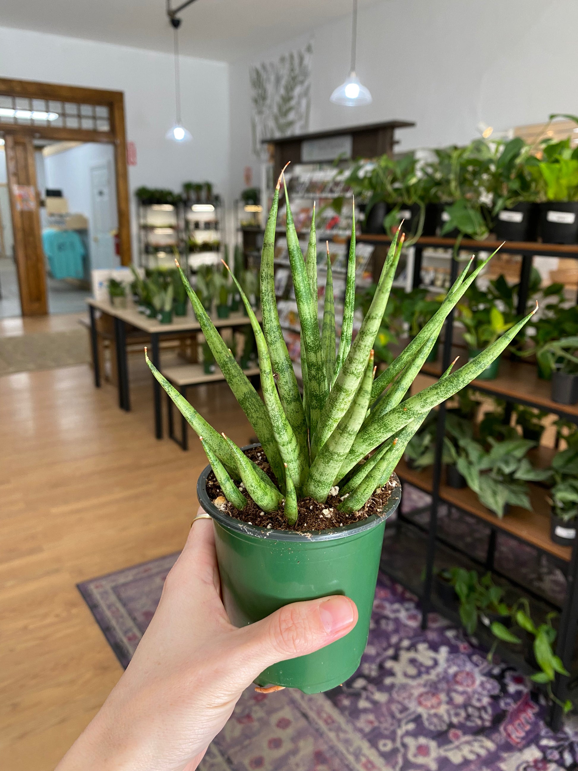 francisii sansevieria Sansevieria francisii 'Raccoon's Tail'
