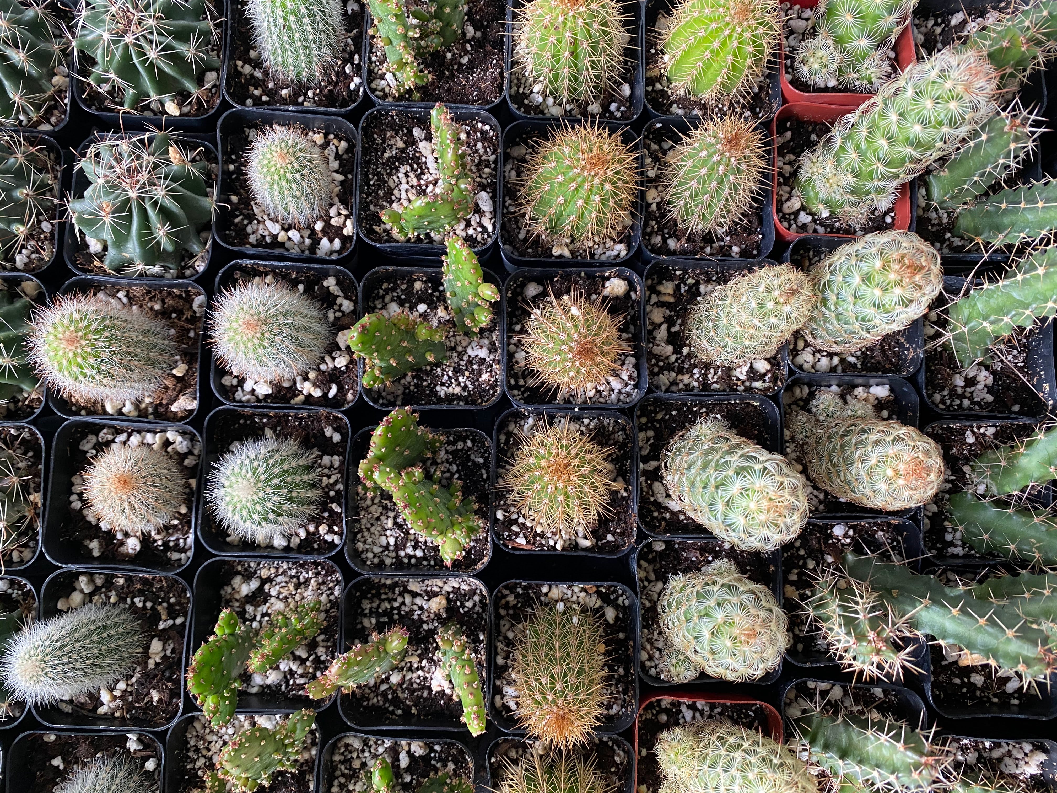 Cacti 'Assorted Varieties' – Snakeroot Botanicals