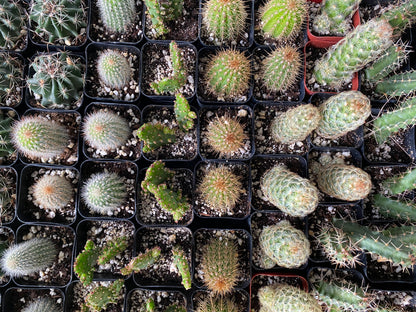 Cacti 'Assorted Varieties'