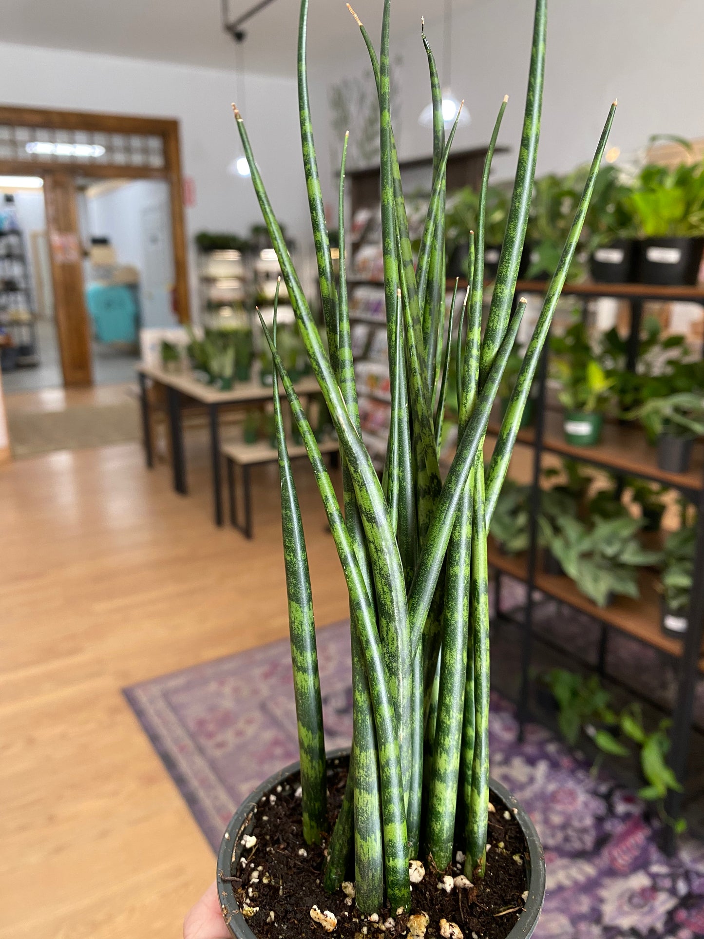 Sansevieria 'Fernwood'