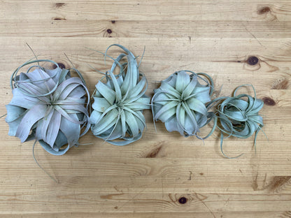 Tillandsia xerographica