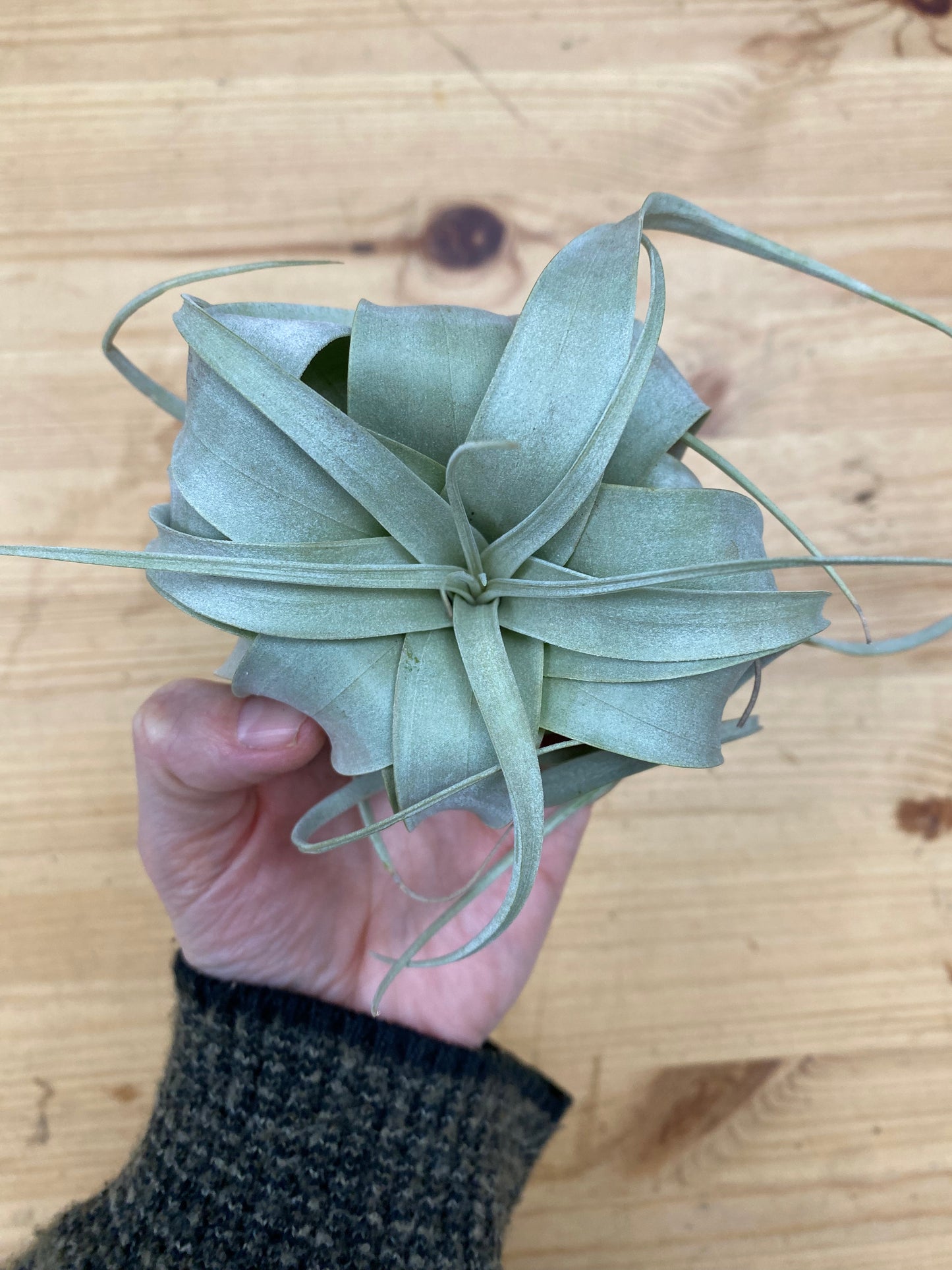 Tillandsia xerographica