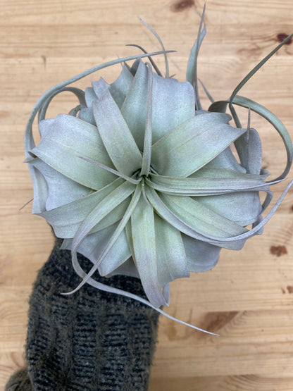 Tillandsia xerographica