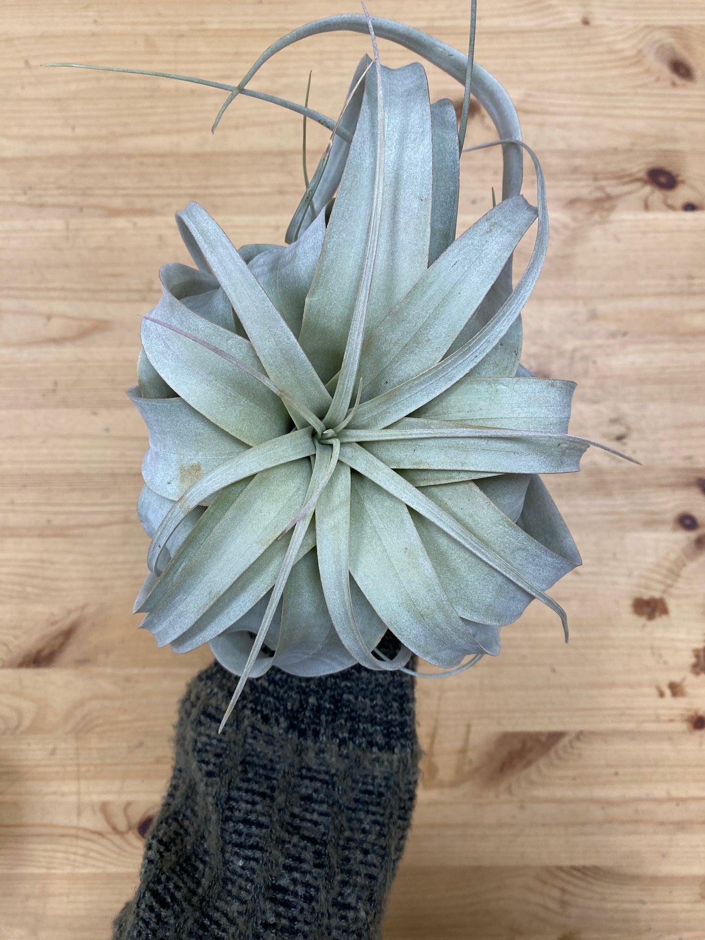 Tillandsia xerographica