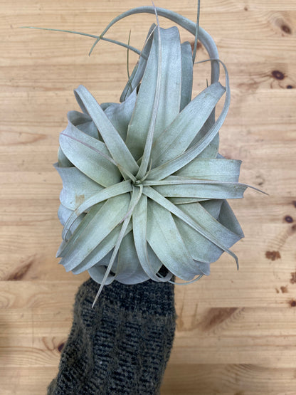 Tillandsia xerographica