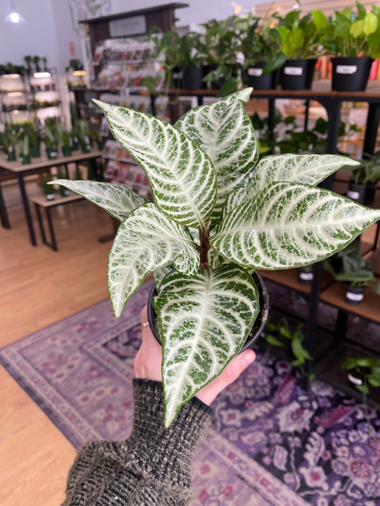 Aphelandra "Snow White Zebra Plant' - 4" Pot