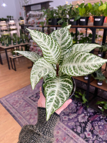 Aphelandra "Snow White Zebra Plant' - 4" Pot