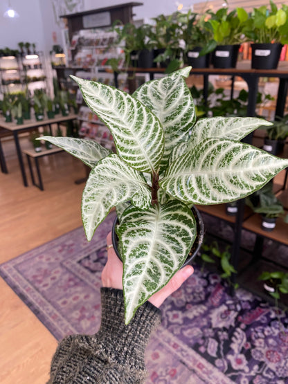 Aphelandra "Snow White Zebra Plant' - 4" Pot