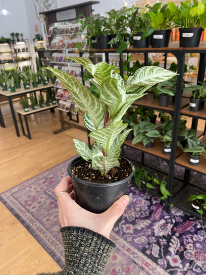 Aphelandra "Snow White Zebra Plant' - 4" Pot